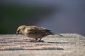 Beautiful closeup of a little brown sparrow in a garden