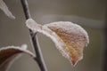 Beautiful closeup of leaf with rime crystals in the autumn morning Royalty Free Stock Photo