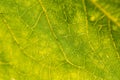 A beautiful closeup of a leaf structure. Macro of sunflower leaf against the sun.