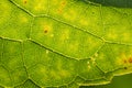 A beautiful closeup of a leaf structure. Macro of sunflower leaf against the sun.