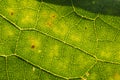 A beautiful closeup of a leaf structure. Macro of sunflower leaf against the sun.