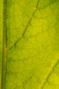 A beautiful closeup of a leaf structure. Macro of sunflower leaf against the sun.