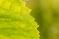 A beautiful closeup of a leaf structure. Macro of sunflower leaf against the sun.