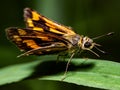 Beautiful closeup of a Lepidoptera on the leaf Royalty Free Stock Photo