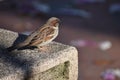 Beautiful closeup of a little brown sparrow in a garden