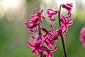 Beautiful closeup low-ground view of purple hyacinth Hyacinthus spring flowers growing in Herbert Park, Dublin, Ireland Royalty Free Stock Photo