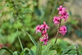 Beautiful closeup low-ground view of purple hyacinth Hyacinthus spring flowers growing in Herbert Park, Dublin, Ireland Royalty Free Stock Photo