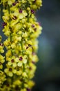 Beautiful closeup, macro photo of black mullein and flying wasp Royalty Free Stock Photo