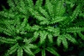 Beautiful closeup of Maidenhair fern leaves