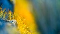 Beautiful closeup of moss growing on the forest floor in spring. Small natural scenery in woodlands. Royalty Free Stock Photo