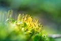 Beautiful closeup of moss growing on the forest floor in spring. Small natural scenery in woodlands. Shallow depth of field.