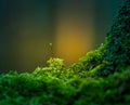 Beautiful closeup of moss growing on the forest floor in spring. Small natural scenery in woodlands. Royalty Free Stock Photo