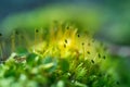 Beautiful closeup of moss growing on the forest floor in spring. Small natural scenery in woodlands. Shallow depth of field.