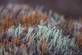 Beautiful closeup of a moss growing in natural habitat in swamp. Scenery of a wetland flora