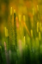 Beautiful closeup of a moss growing in natural habitat in swamp. Scenery of a wetland flora