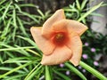 A beautiful Closeup  Orange flower , top view. Photography By Apoorve Verma Royalty Free Stock Photo