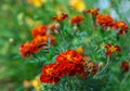 Orange flowers detailed in the garden Royalty Free Stock Photo