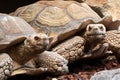 Beautiful closeup of a pair of leopard tortoises at a zoo