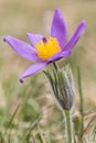 Beautiful closeup of a pasque flower anemone pulsatilla with a nice blurred background