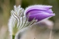 Beautiful closeup of a pasque flower - anemone pulsatilla - with a nice blurred background