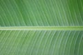 Beautiful closeup patterns of banana foliage