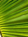 Beautiful closeup patterns on coconut palm leaf