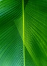 Beautiful closeup patterns of a large tropical leave back lit by the sun