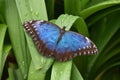 Beautiful closeup of a Peleides blue morpho butterfly with open wings, Tropical insect specie from America Royalty Free Stock Photo