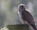 A beautiful closeup of a perched Kestrel