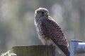 A beautiful closeup of a perched Kestrel