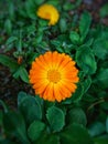 Beautiful Closeup photo of gaillardia flower - blanket grandiflora Kobold partiality blurred photo with green leaves