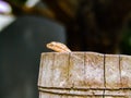 A small lizard stuck his head out of a bamboo fence to see his surrounding Royalty Free Stock Photo