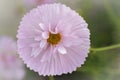 Beautiful closeup of a pink Callistephus with blurred background