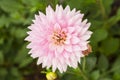 Beautiful closeup pink Dahlia flower over blurred green garden background Royalty Free Stock Photo