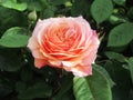 Pretty Bright Closeup Pink Orange Rose Flowers Blooming In October Autumn 2020