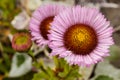 Beautiful closeup of pink and red seaside daisy Erigeron glaucus with a bright yellow center Royalty Free Stock Photo