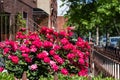 Beautiful Pink Rose Bush during Spring in a Home Garden along the Sidewalk in Astoria Queens New York Royalty Free Stock Photo
