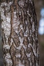 Beautiful closeup of plants growing in a sprintime forest.