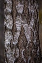 Beautiful closeup of plants growing in a sprintime forest.