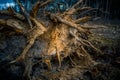 Beautiful closeup of plants growing in a sprintime forest. Royalty Free Stock Photo