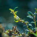 Beautiful closeup of plants growing in a sprintime forest. Royalty Free Stock Photo