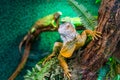 Beautiful closeup portrait of a american green iguana in a tree, tropical lizard specie from America, popular exotic pets Royalty Free Stock Photo
