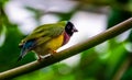 Beautiful closeup portrait of a black headed gouldian finch, colorful tropical bird specie from Australia Royalty Free Stock Photo