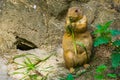 Beautiful closeup portrait of a black tailed prairie dog holding and eating grass, popular tropical rodent specie from America Royalty Free Stock Photo