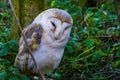 Beautiful closeup portrait of a common barn owl, Wild bird specie from the netherlands, Europe Royalty Free Stock Photo