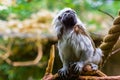 Beautiful closeup portrait of a cotton top tamarin monkey, critically endangered animal specie, tropical primates Royalty Free Stock Photo