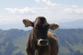 Beautiful closeup portrait of a cow