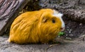 Beautiful closeup portrait of a domestic guinea pig, popular rodent specie from America