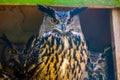 Beautiful closeup portrait of a eurasian eagle owl, popular bird specie form Eurasia Royalty Free Stock Photo