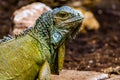 Beautiful closeup portrait of the face of a green american iguana, popular tropical lizard from America Royalty Free Stock Photo